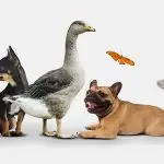 بهترین حیوان خانگی کدام است؟
