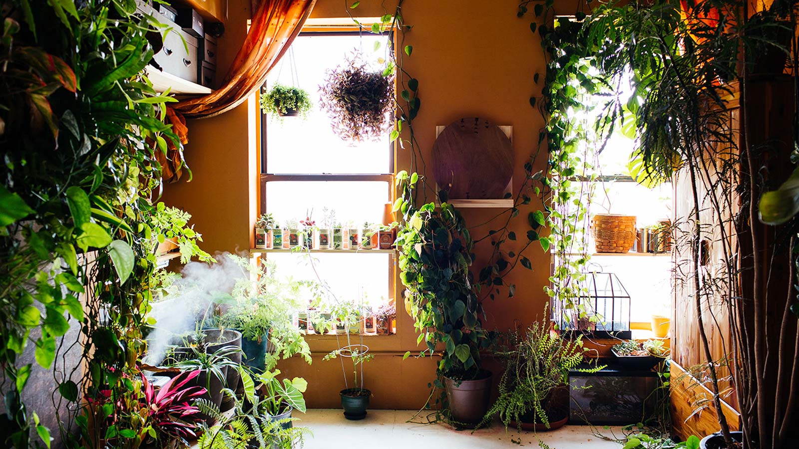 نگهداری از گیاهان آپارتمانی - کیلیدمگ | مجله تخصصی مسکن، ساختمان، معماری و  سبک زندگی