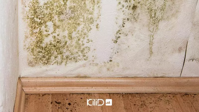 اسپری ضد کپک خانه