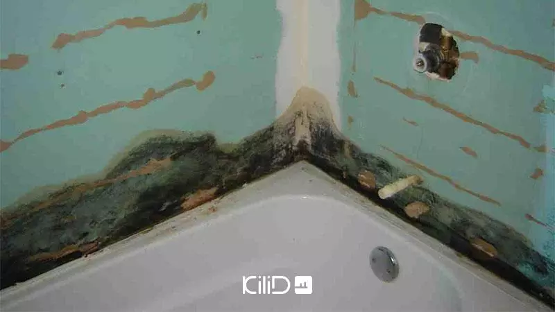 کپک و قارچ سرویس بهداشتی