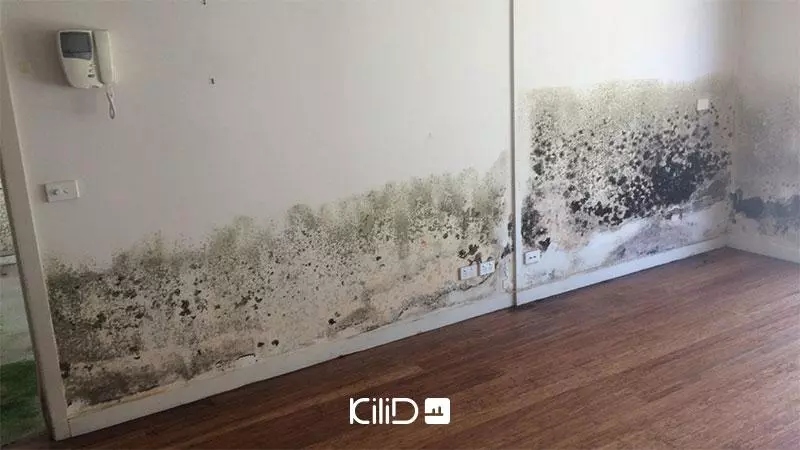 خطرات کپک و رطوبت خانه