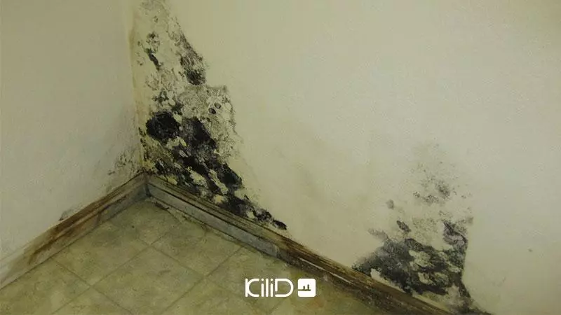 ازبین بردن رطوبت و کپک