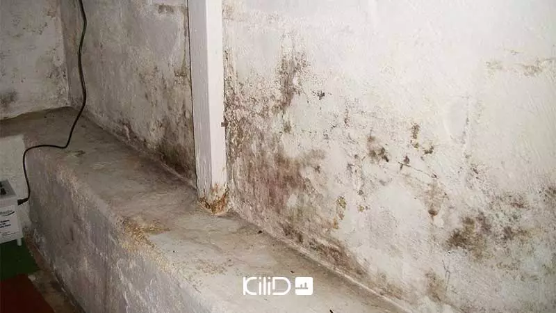 رطوبت و قارچ سرویس بهداشتی