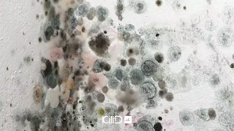 از بین بردن رطوبت و قارج