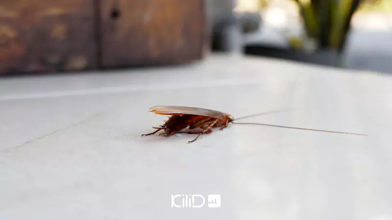 سمپاشی خانگی حشرات موذی