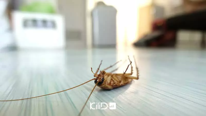 سمپاشی حشرات موذی خانگی