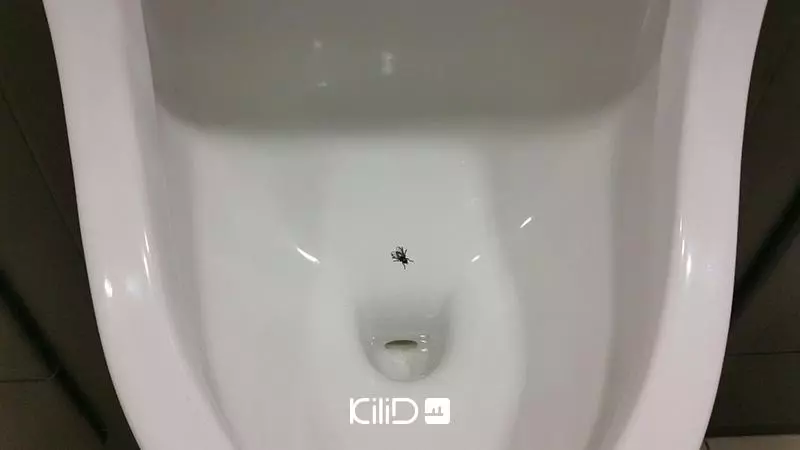 حشرات و مگس فاضلاب