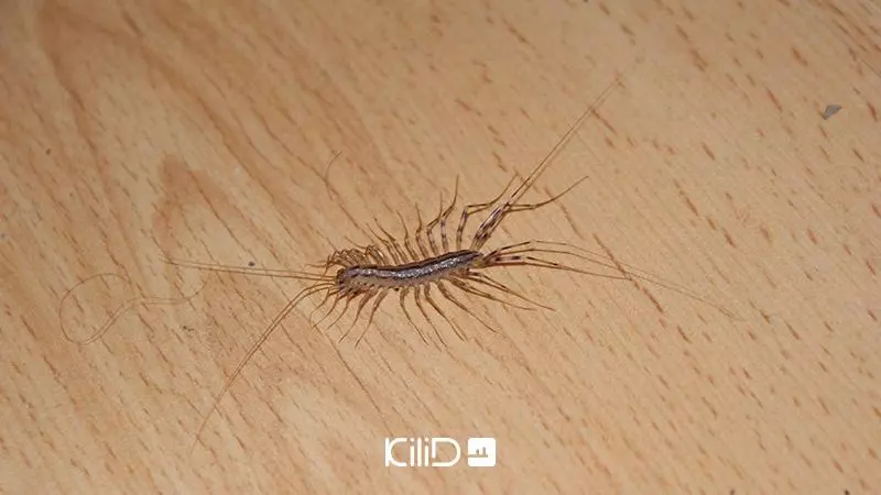 حشرات و مگس فاضلاب